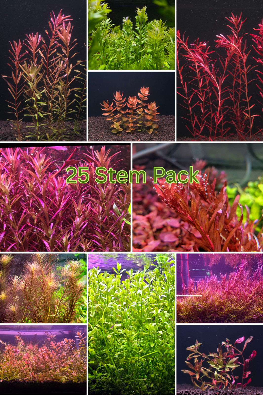 25 Stems Plant Pack Live Aquatic Plants fish tank plants aquatic shrimp aquarium