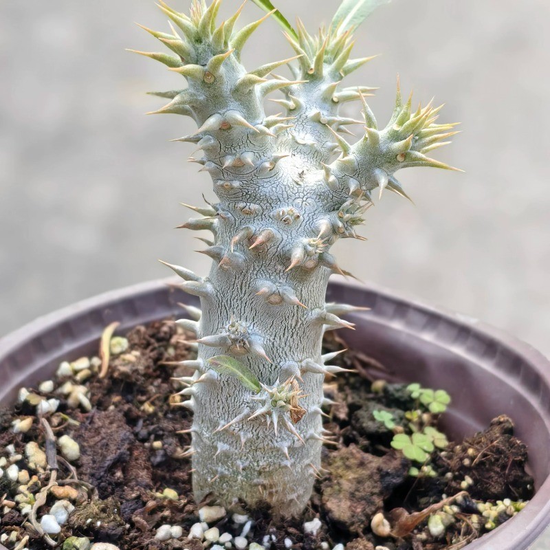 3-4CM Succulent Cactus Pachypodium Rosulatum Gracilius Apocynaceae Height 20cm