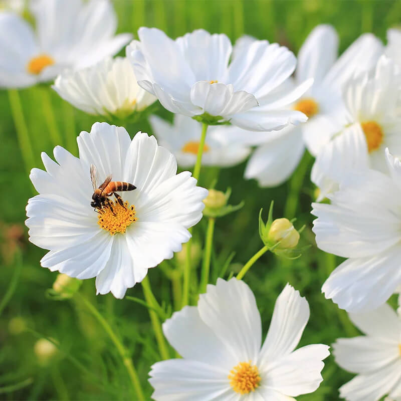 Purity Cosmos Seeds | Non-GMO |  | Seed Store | 1222