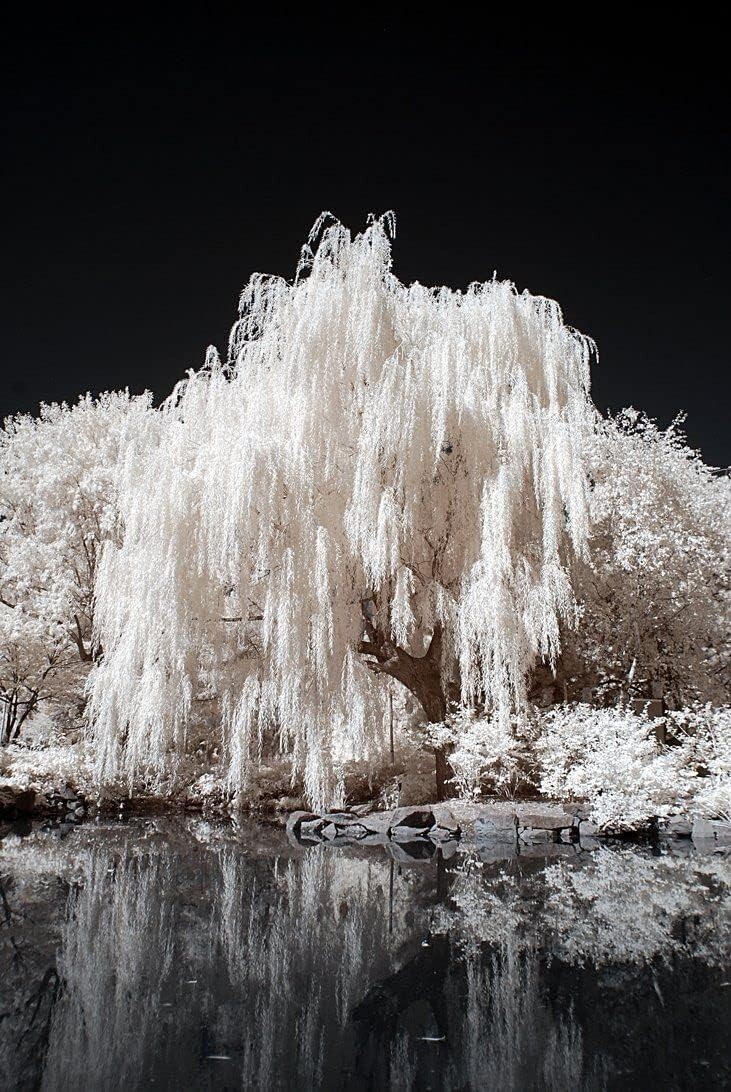 One White Willow Tree - Silver Leafs Shimmer in The Sun and Moonlight