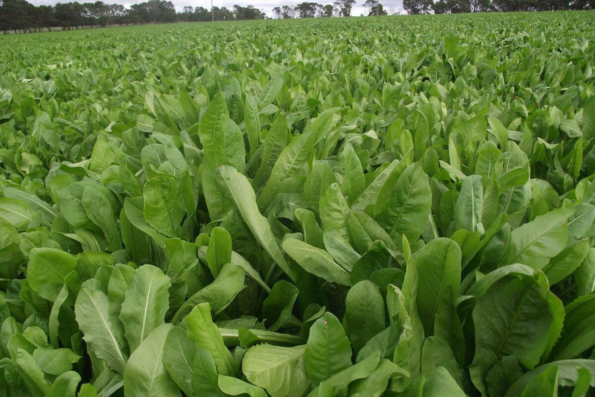 BROAD LEAF CHICORY 500 SEEDS  NON-GMO FRESH FOR GARDENS