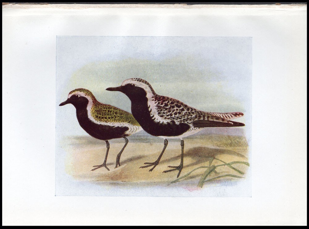 1917 H.E. Dresser Birds of Britain Original Antique Bird Print Golden Plover etc