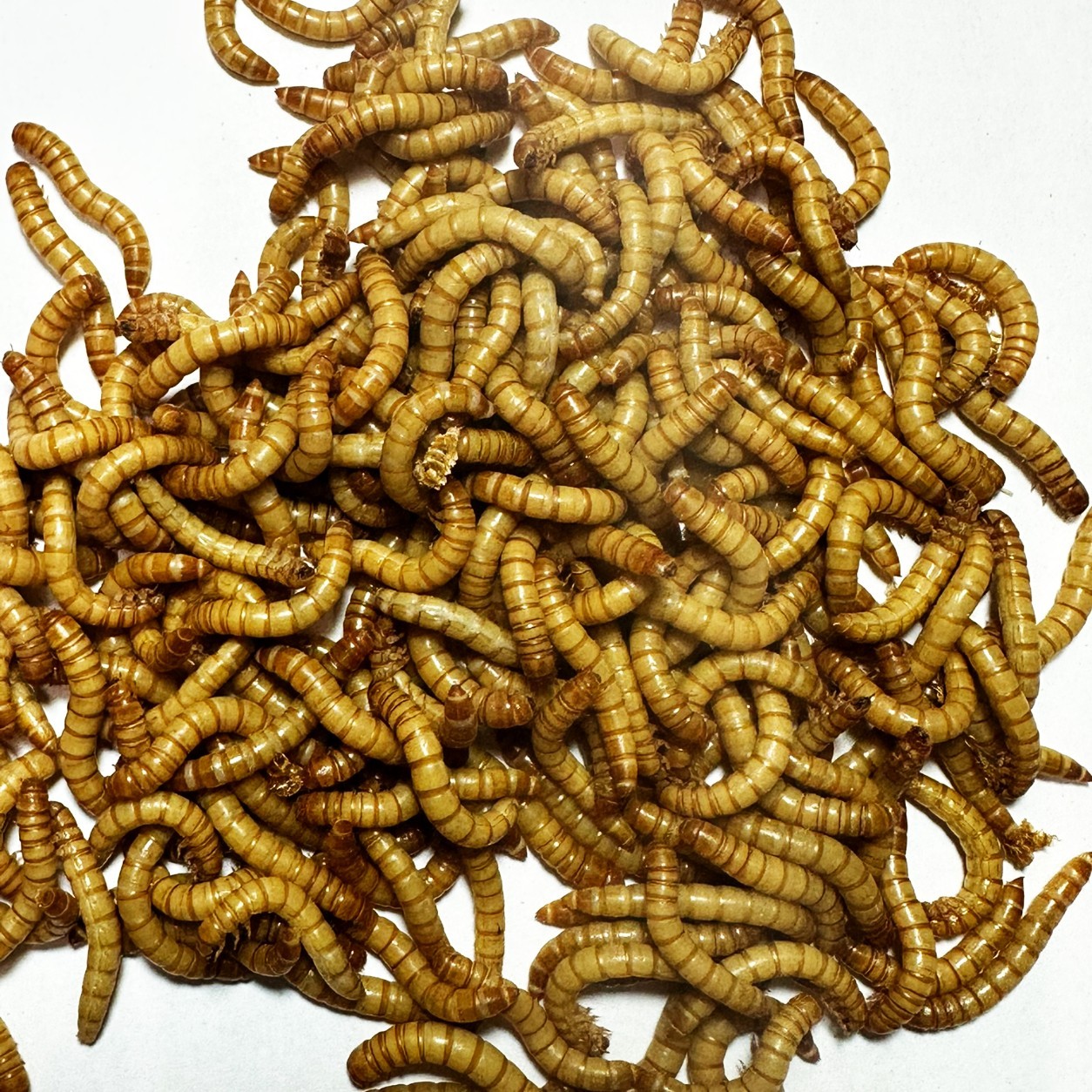 Live Mealworms 100-5,000 Count – Reptile Bird Chicken Feeder