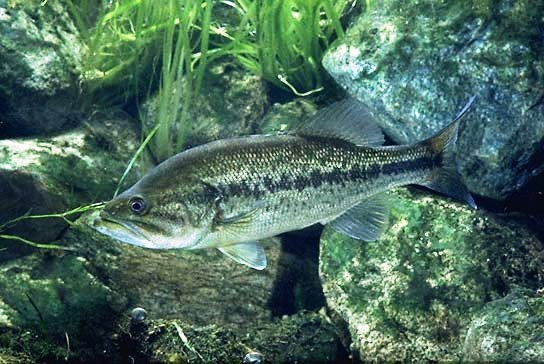 One 2 to 3 inches Largemouth Bass (FEED TRAINED) for Koi pond, guppy, aquarium