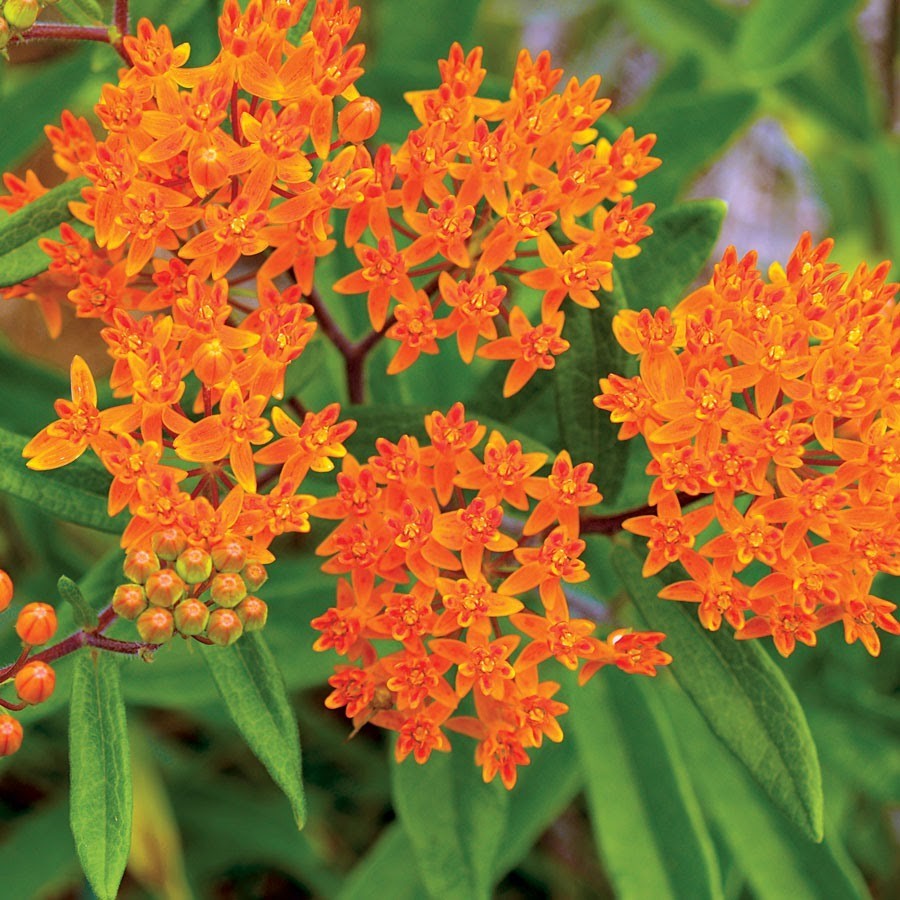 Butterfly Weed Seeds, Orange Milkweed, Pleurisy Root, Pollinators, 