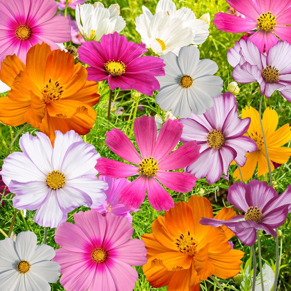 Cosmos Flowers Seed Mix, 10 Beautiful Cosmos Varieties, Colorful, 