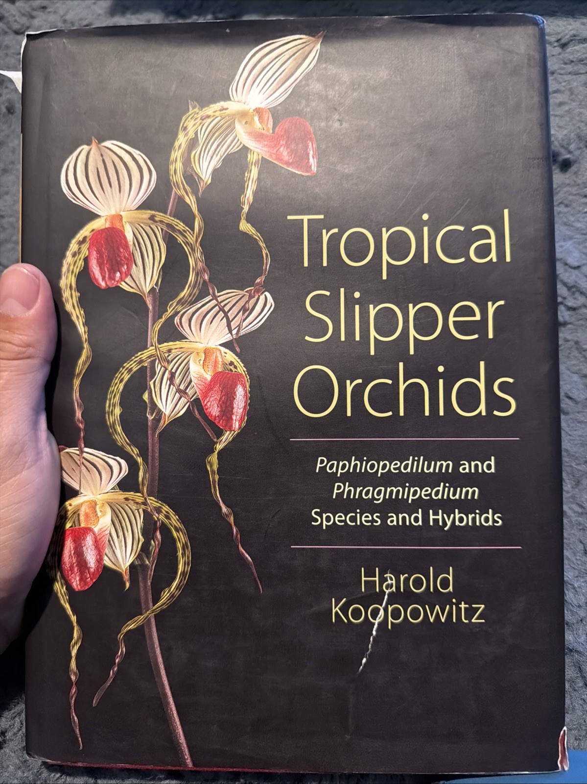 Tropical Slipper Orchids: Paphiopedilum and Phragmipedium Species and Hybrid.D30