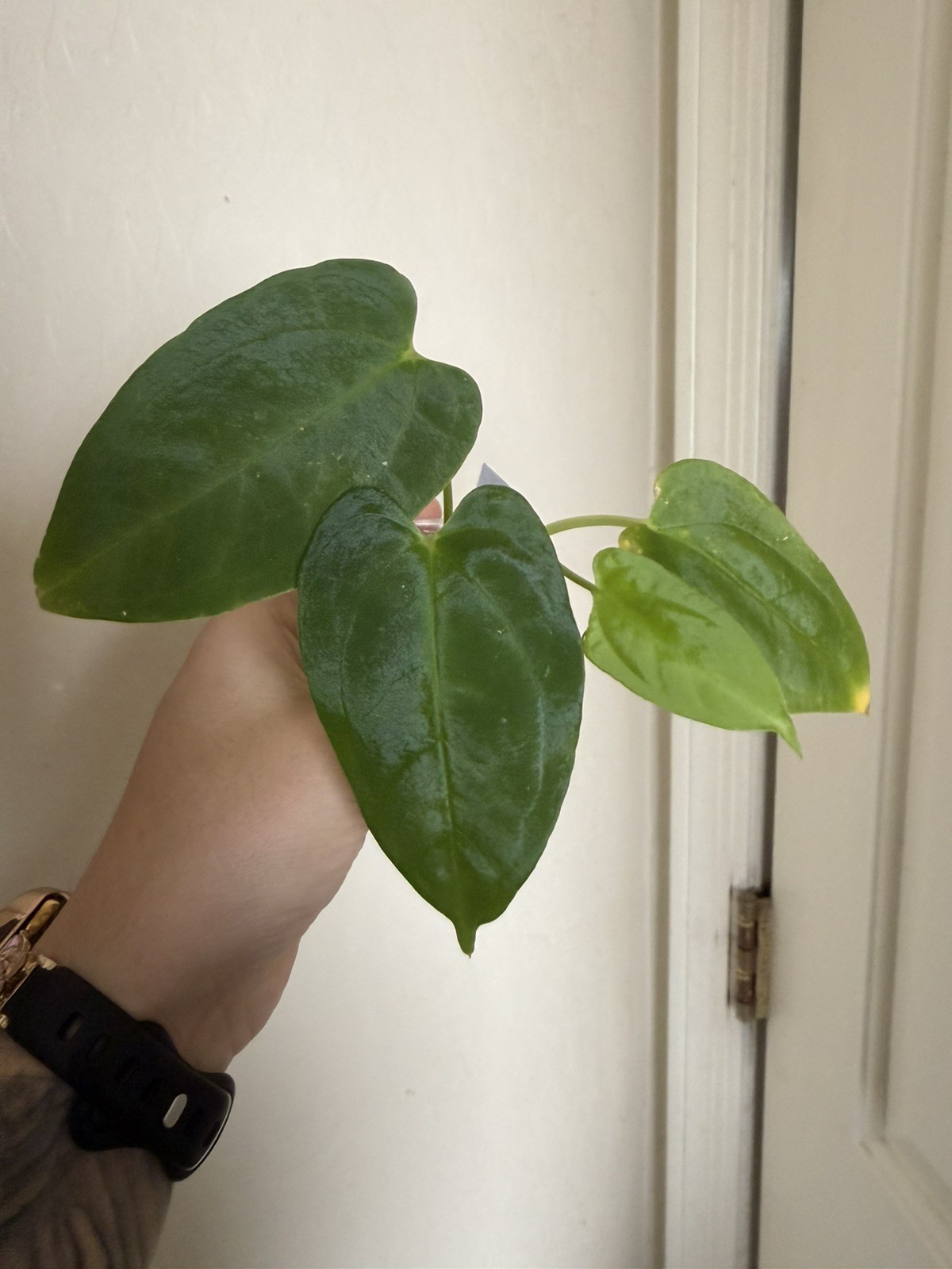 Anthurium Fort Sherman x BVEP S1