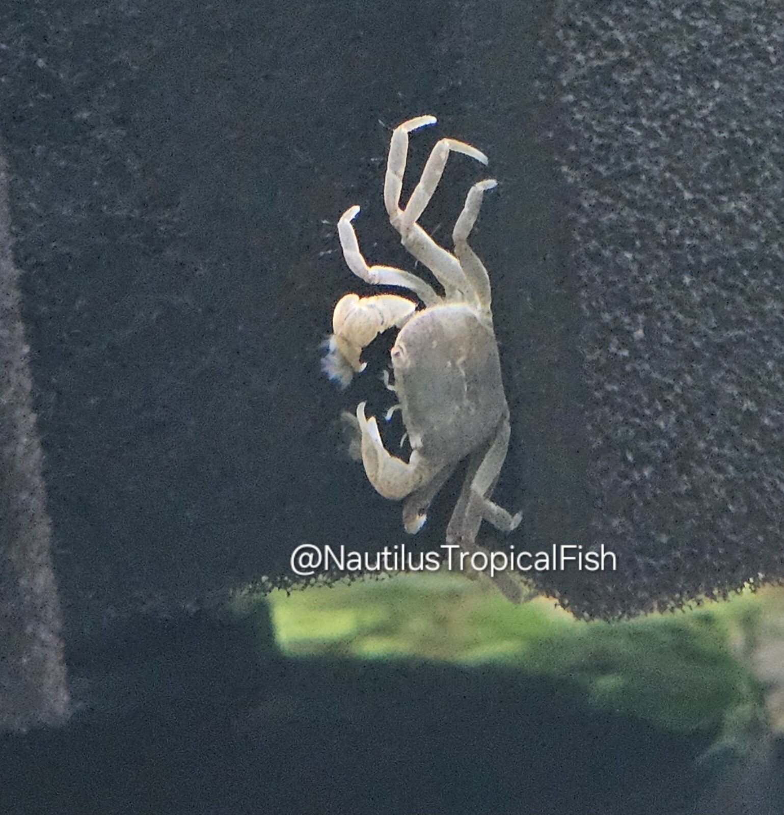 Freshwater Pom Pom Crab (Ptychognathus barbatus)-We combine shipping Freshwater Pom Pom Crab (Ptychognathus barbatus)-We combine shipping