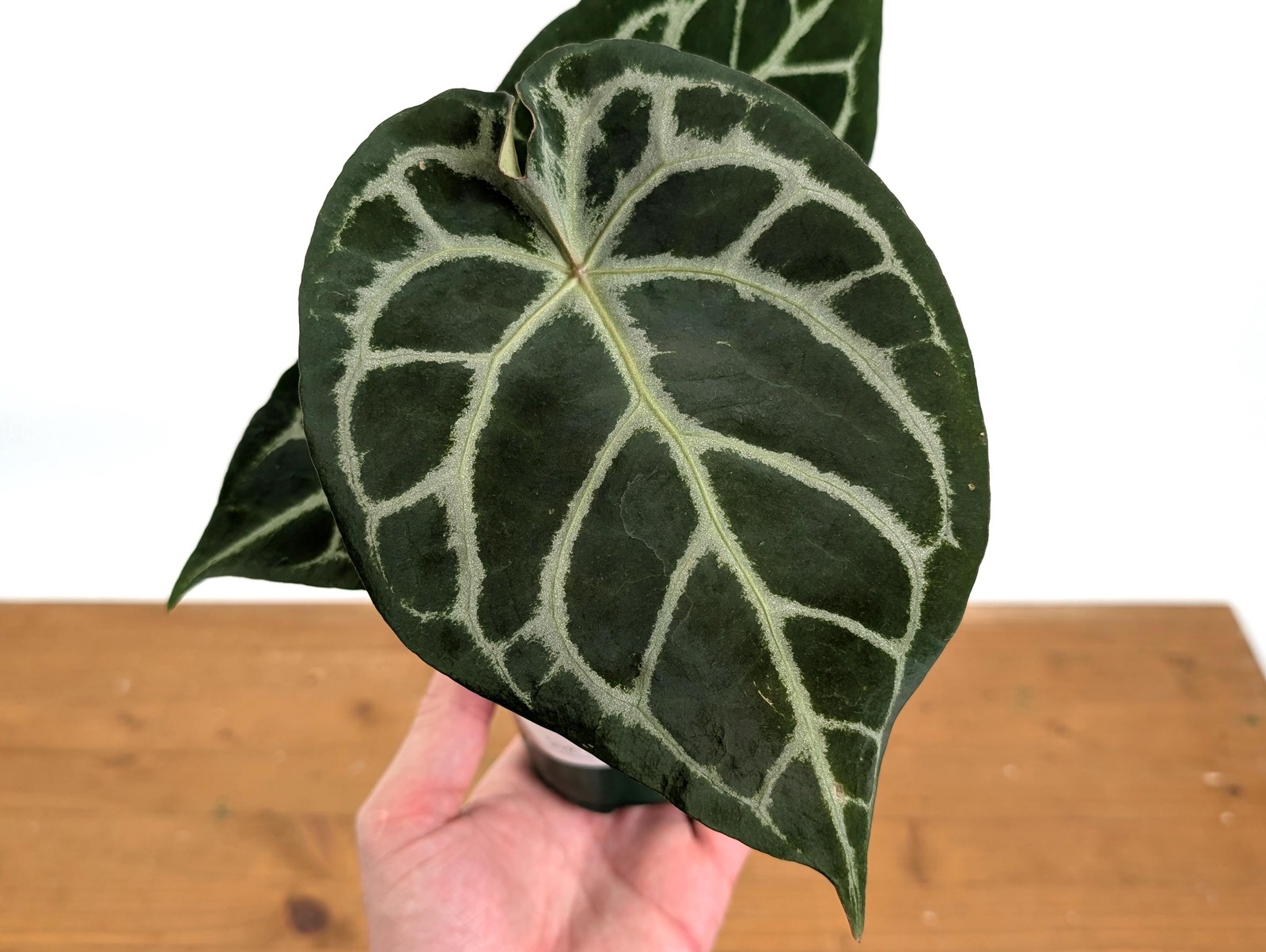 Anthurium Forgetii x Silver Blush  - Assorted 4\