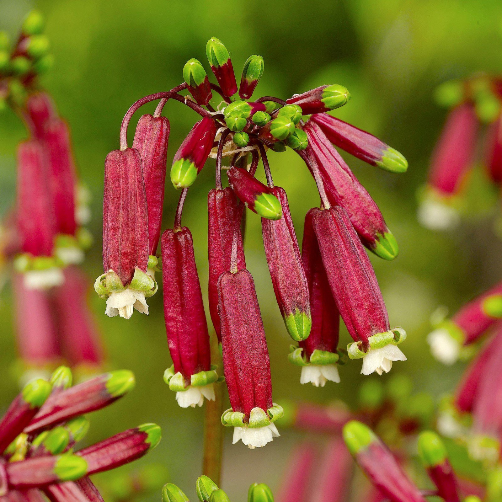 Dichelostemma Ida-Maia 10 Flower Bulbs - Summer Blooms, US Native, Hummingbirds