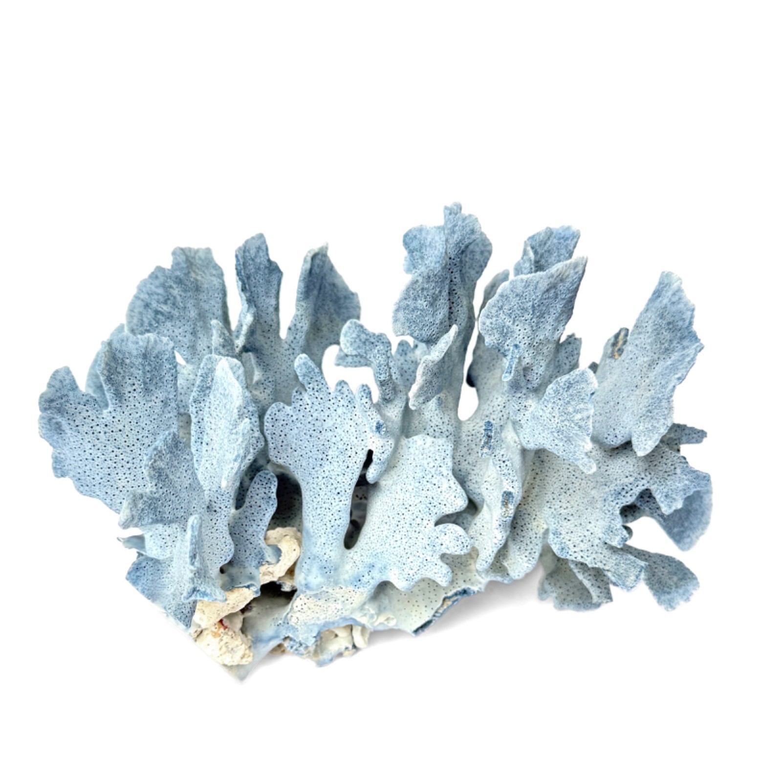 Blue Ridge Coral Specimen - 9.5