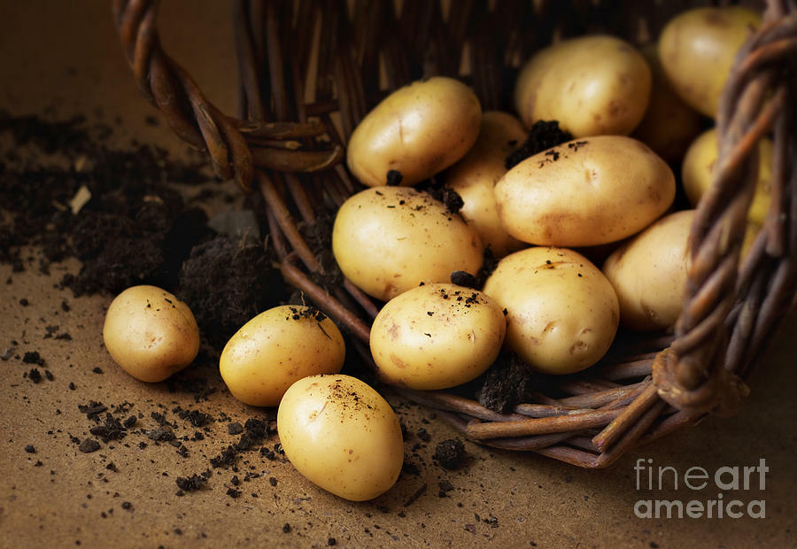 Simply Seed - 3 LBS - German Butterball - Potato Seed - Non GMO - Natural Grown Simply Seed - 3 LBS - German Butterball - Potato Seed - Non GMO - Natural Grown