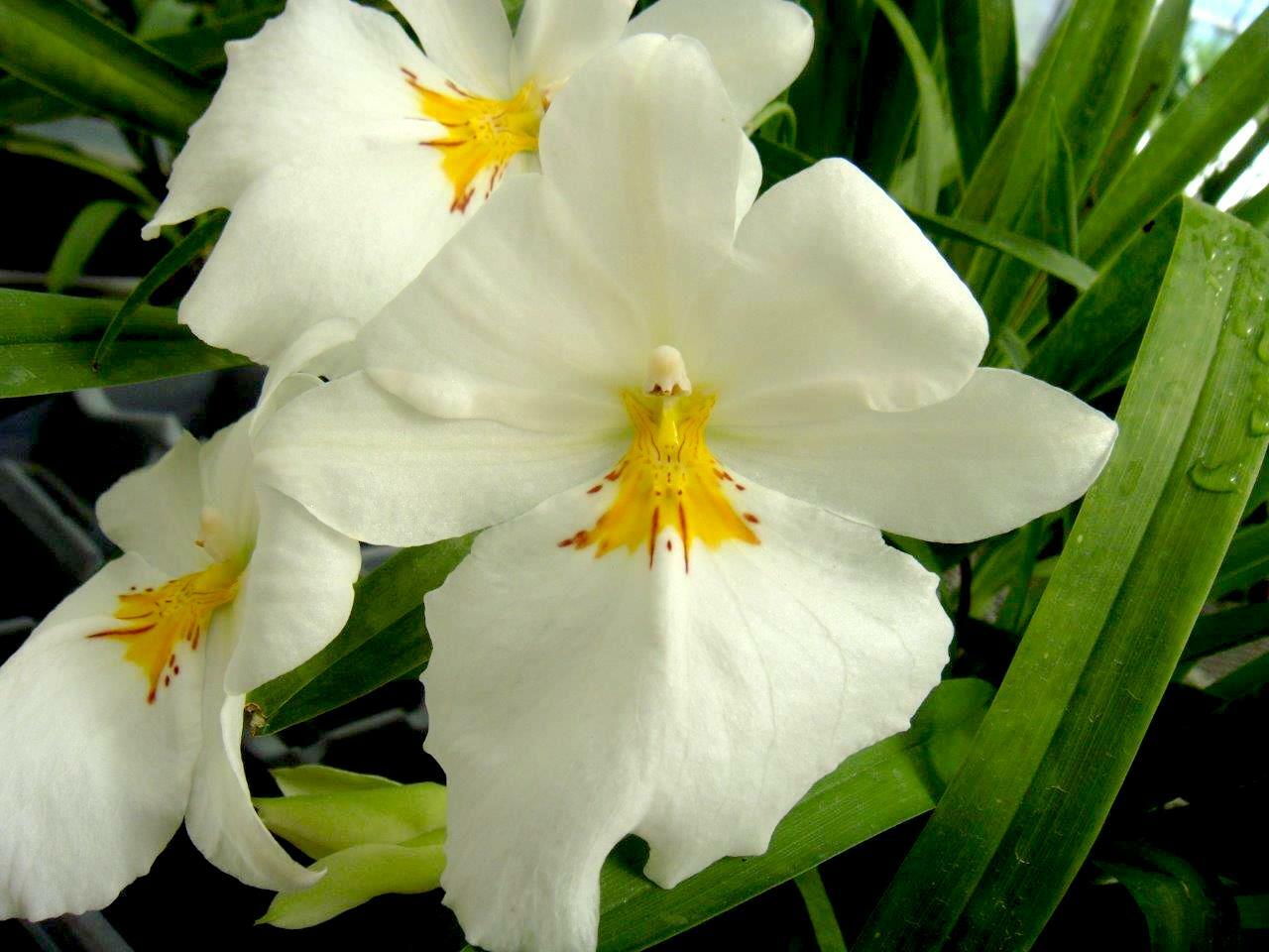 Miltoniopsis Sunglow ‘Amazing’ Easy to grow, White flowers, Fragrant From Hawaii