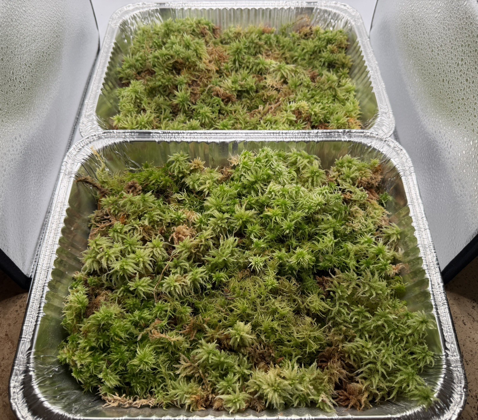Two FULL Trays Fresh Live Extra Long Fiber Organic Sphagnum Moss *Special Rate 