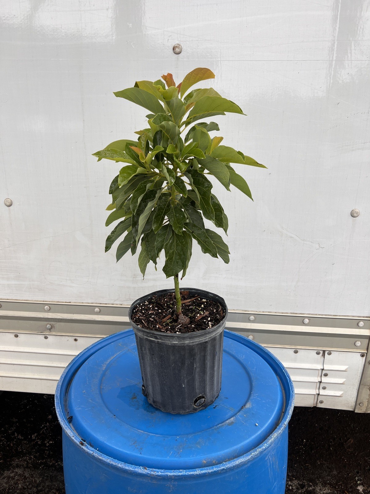 *RARE* POLLOCK AVOCADO GRAFTED - PERSEA AMERICANA - 3 GAL POT *RARE* POLLOCK AVOCADO GRAFTED - PERSEA AMERICANA - 3 GAL POT