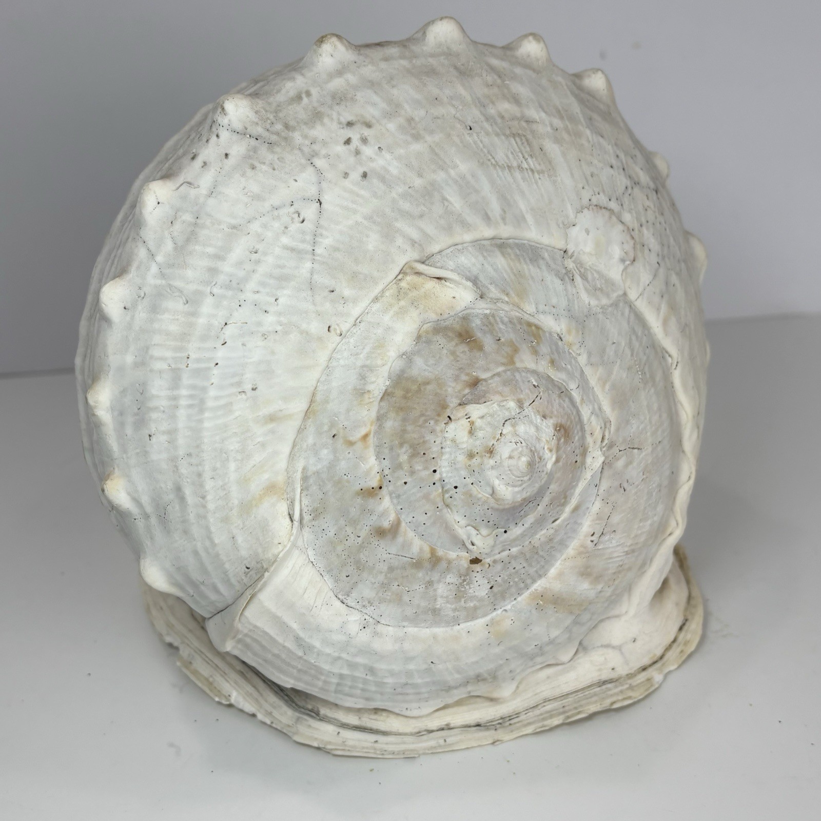 HUGE Queen Emperor Helmet Seashell Natural Conch 3 Lbs Approx 7x9” Horned Old