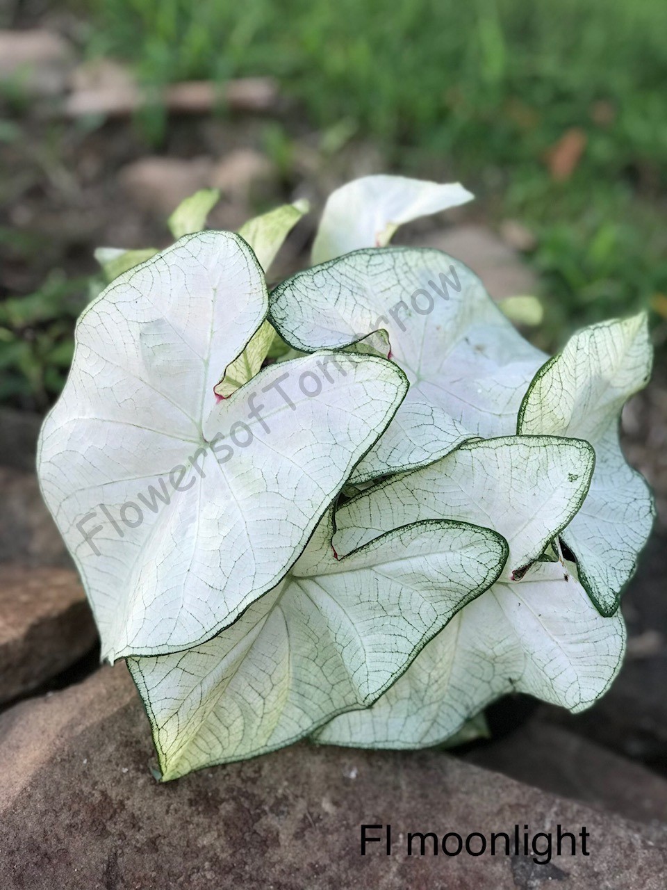5 Fancy-Leaf CALADIUM Bulbs~FLORIDA MOONLIGHT~Beautiful WHITE Leaves ~ 