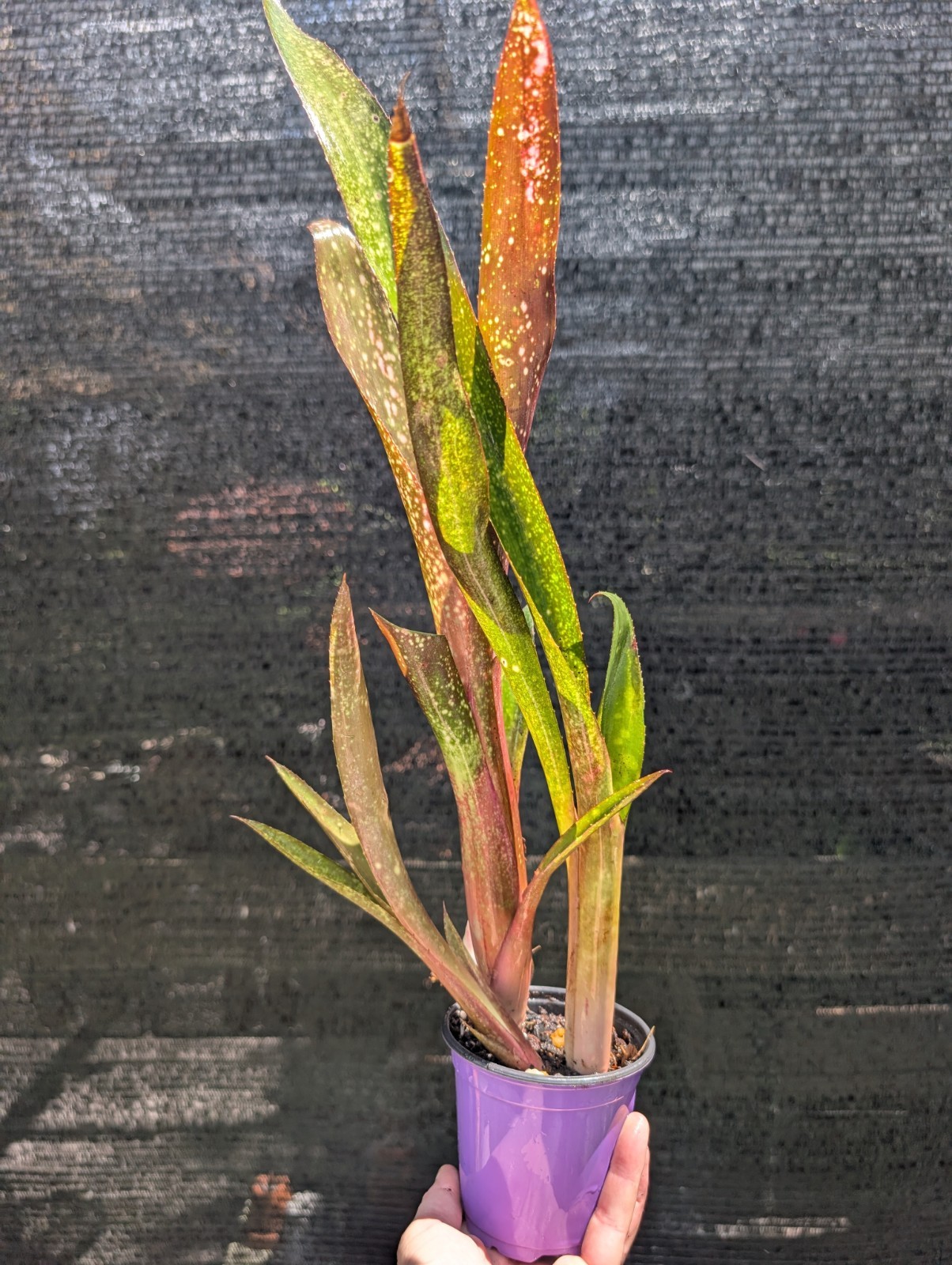 Billbergia ‘Hoelscheriana’ Bromeliad Spotted Burgundy Rare Purple Pink 