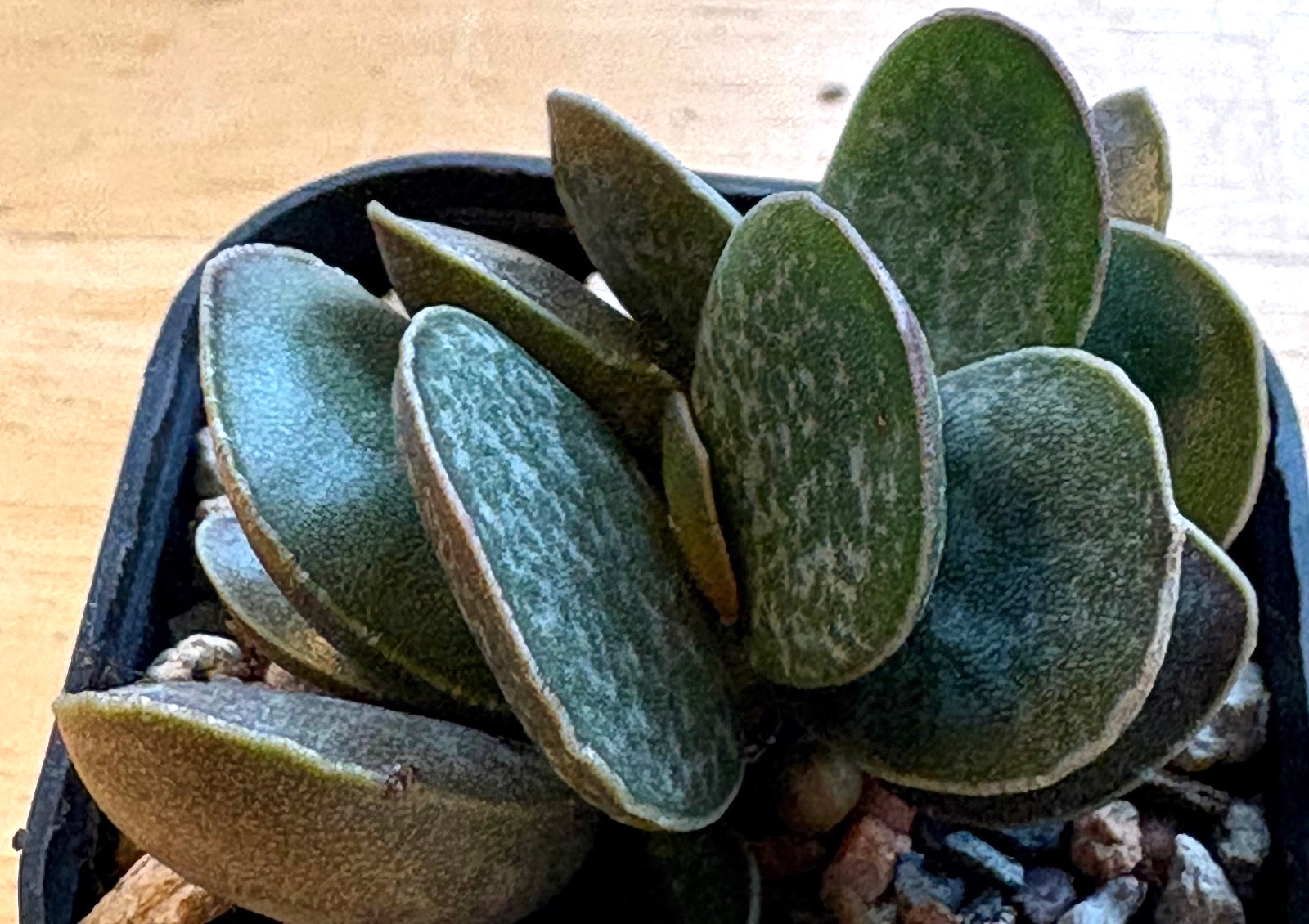 Adromischus schultianus SH 173/87 ex Hammer succulent cactus