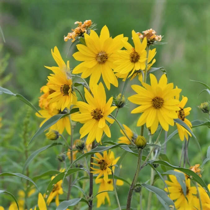 1,000 Maximilian Sunflower Seeds NON-GMO 