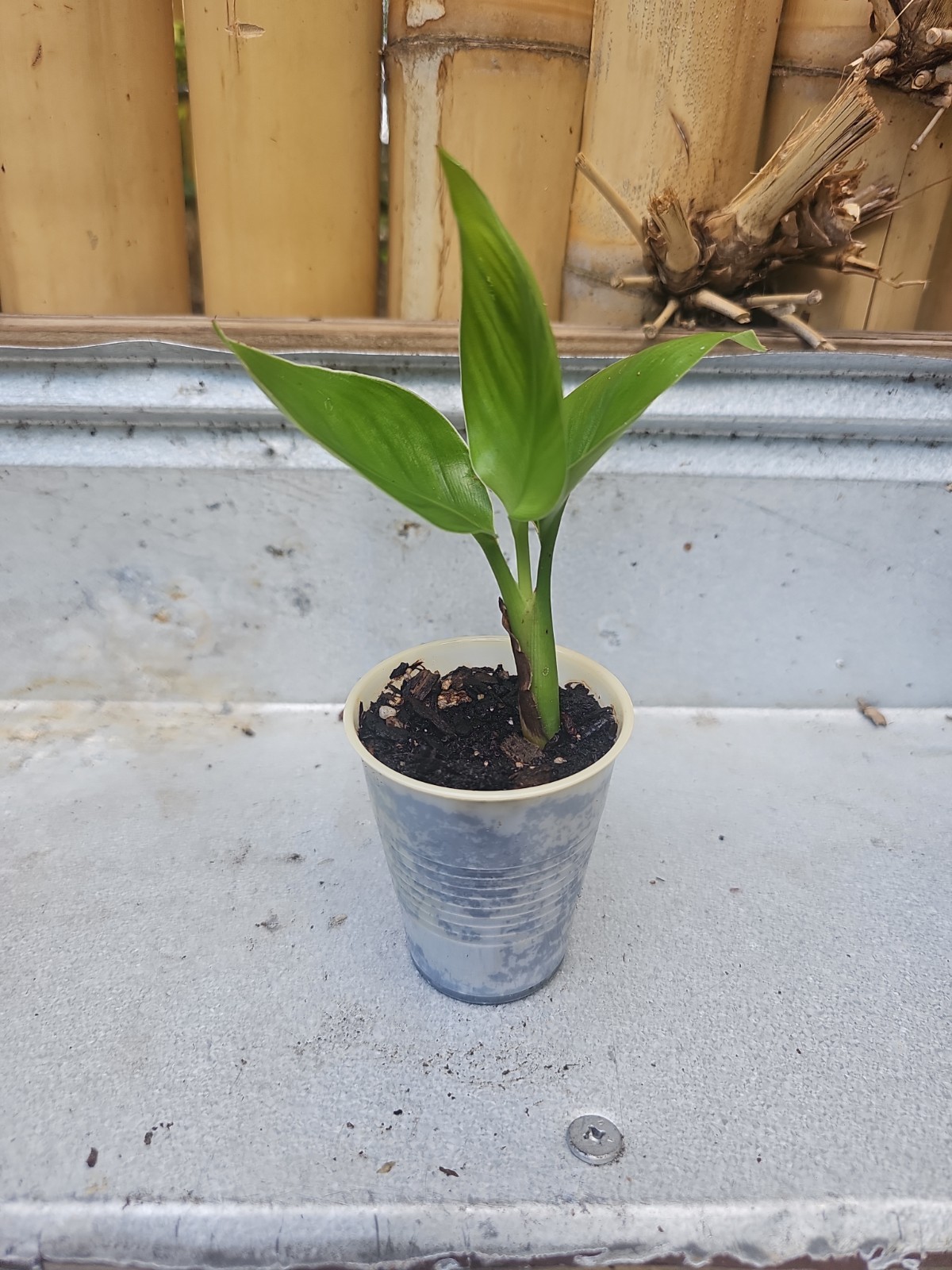 Live Bird of Paradise Plant Orange Bird of Paradise 6-8\