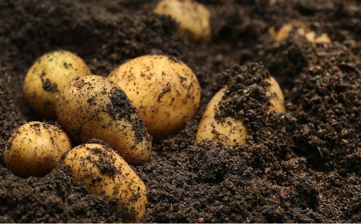 Simply Seed ™ - 2 LBs - Naturally Grown - Yukon Golds - Non GMO - Ready for Spri