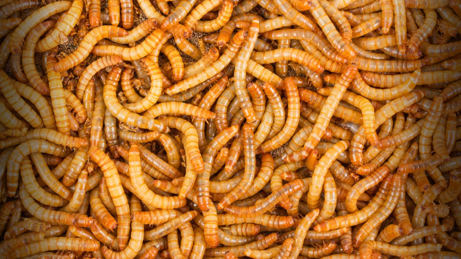500 - Live Mealworms - Reptile Food 500 - Live Mealworms - Reptile Food