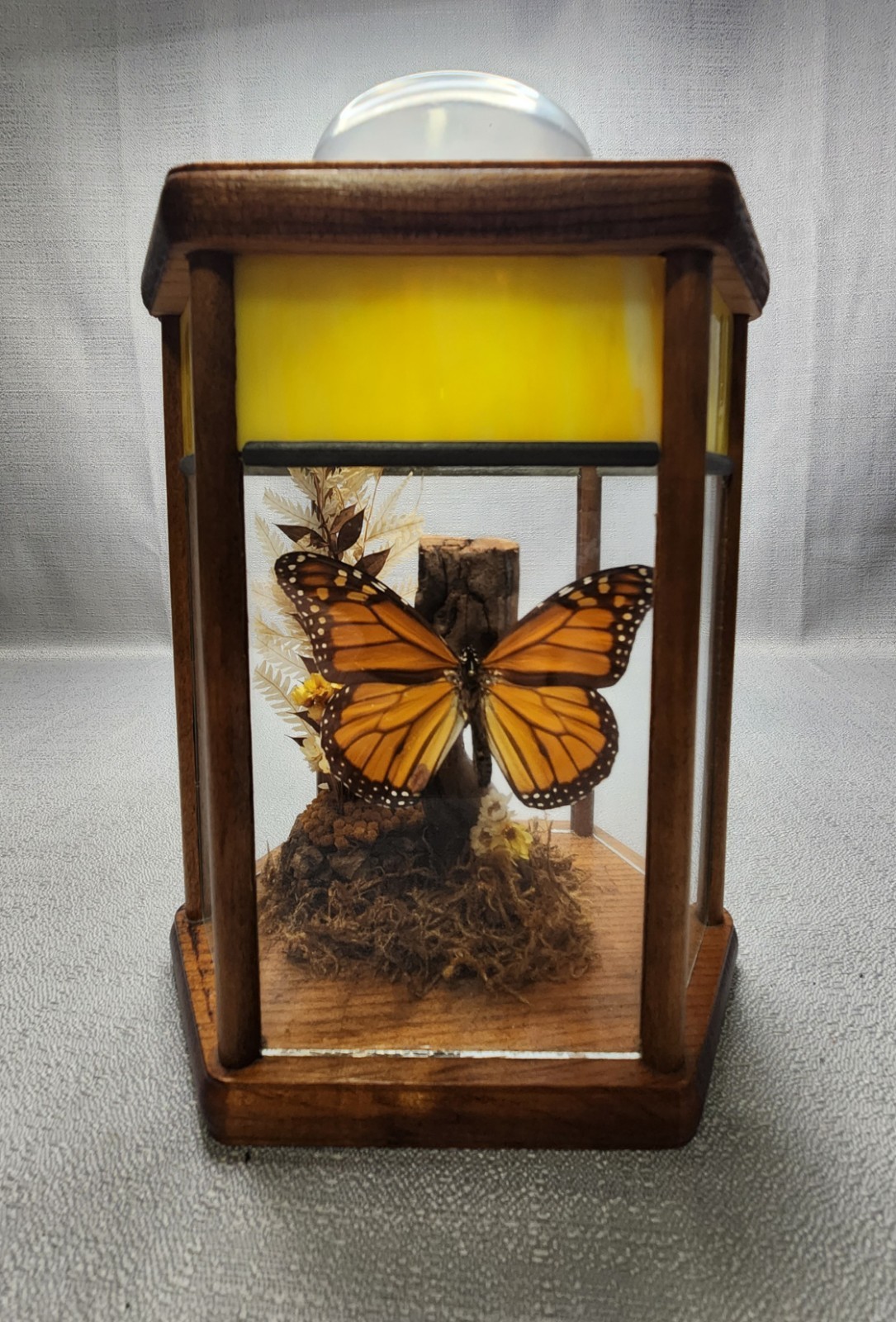 1970s Taxidermy Monarch Butterfly Hexagonal Display Stained Glass Bubble Top 1970s Taxidermy Monarch Butterfly Hexagonal Display Stained Glass Bubble Top