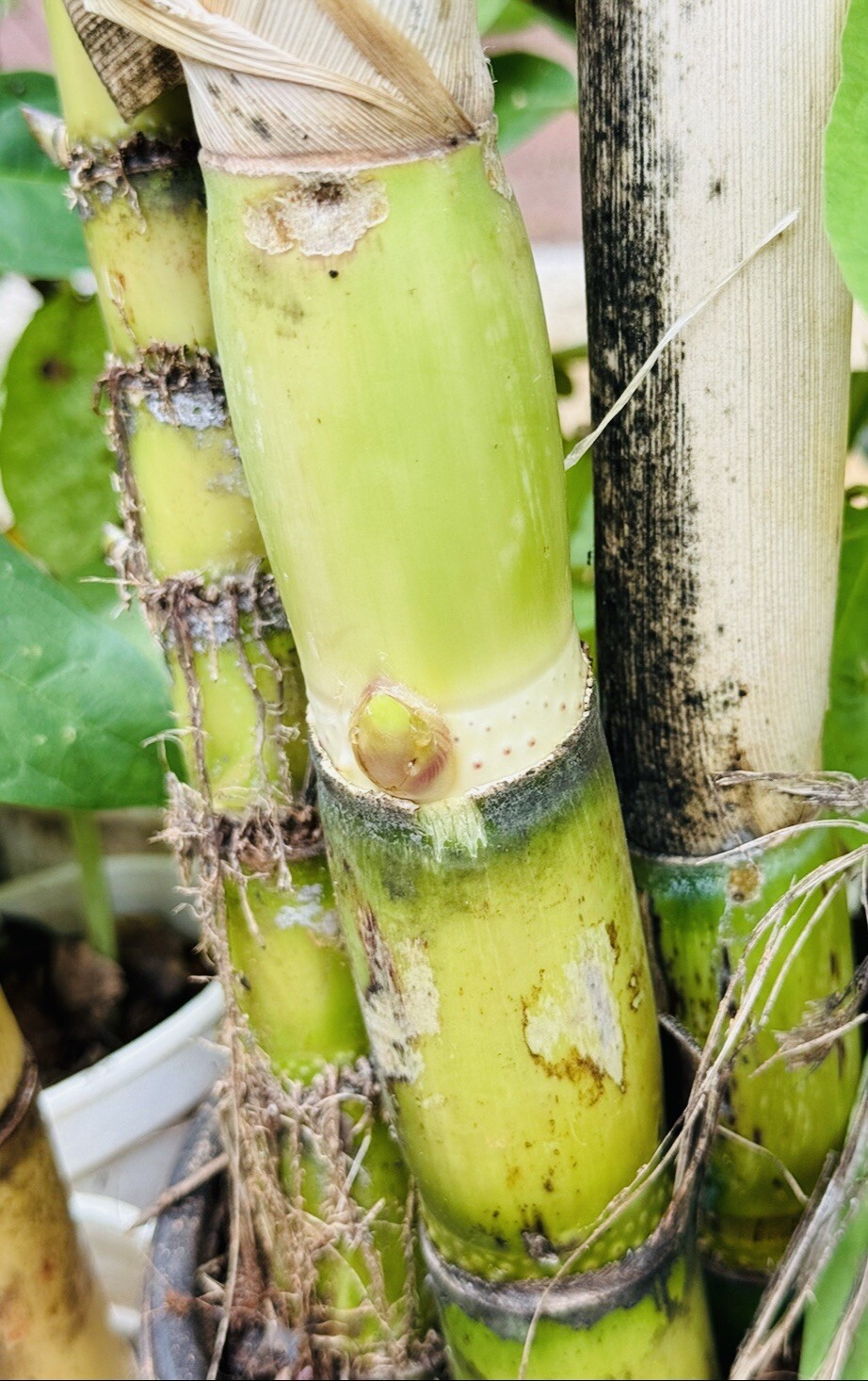 5 PCS CUTTING READY TO PLANT GREEN SUGARCANE SWEET JUICY LIVE PLANT FRESH