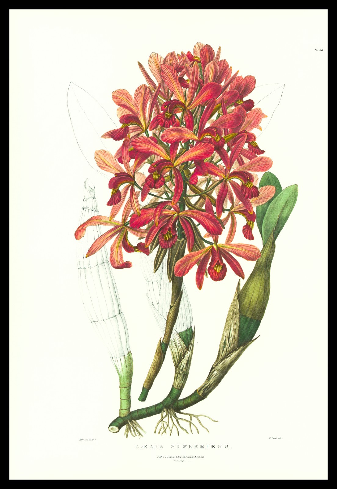 1973 Bateman Orchid Print \