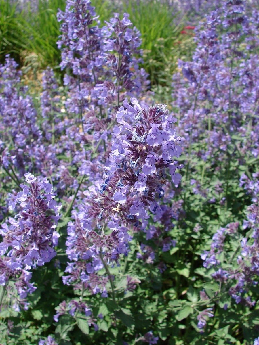 Catnip Seeds, Nepeta Cataria, NON-GMO, Catwort, Field Balm, 