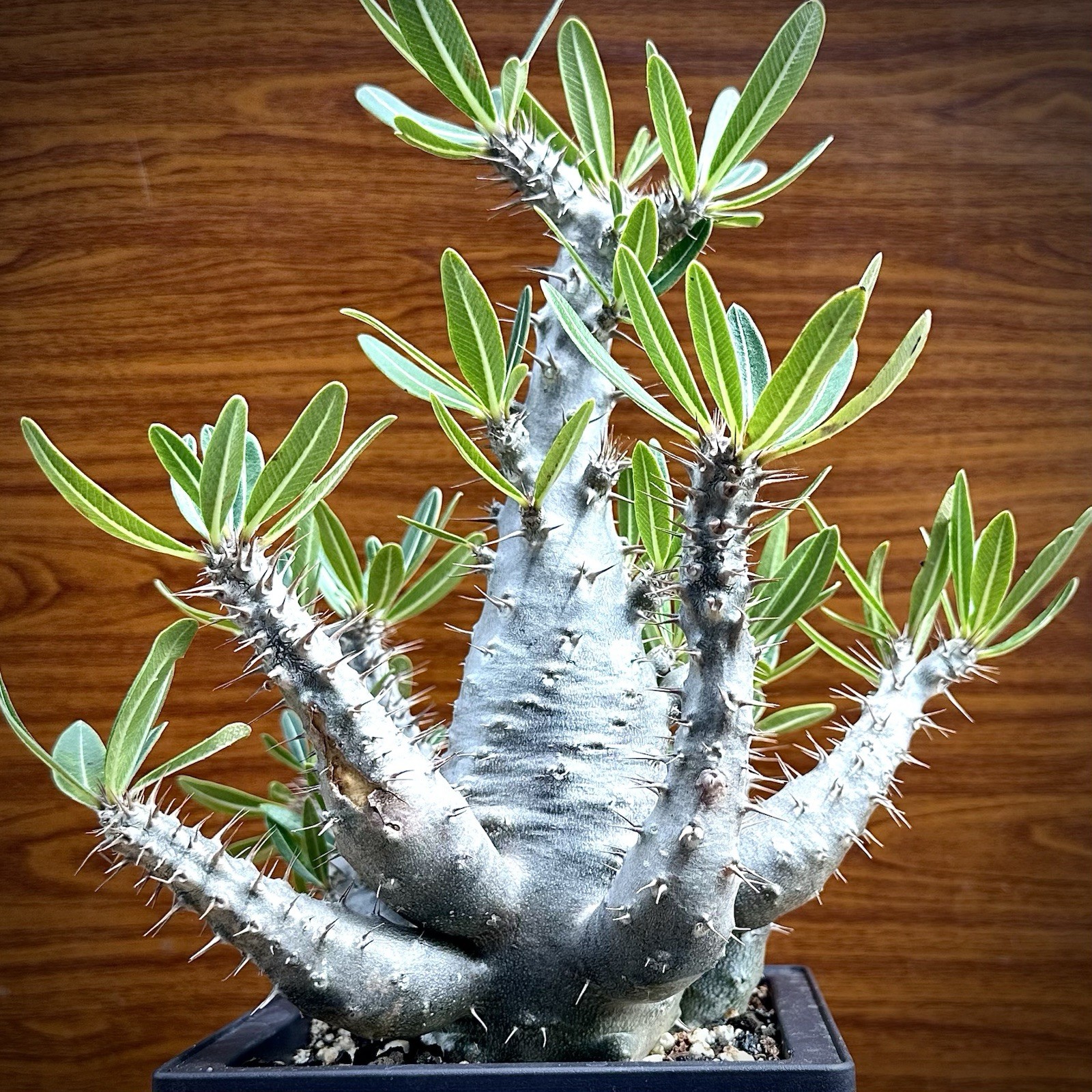 Pachypodium Cactipes  * RARE FIND * WYSIWYG Old Caudex Succulent US SELLER 
