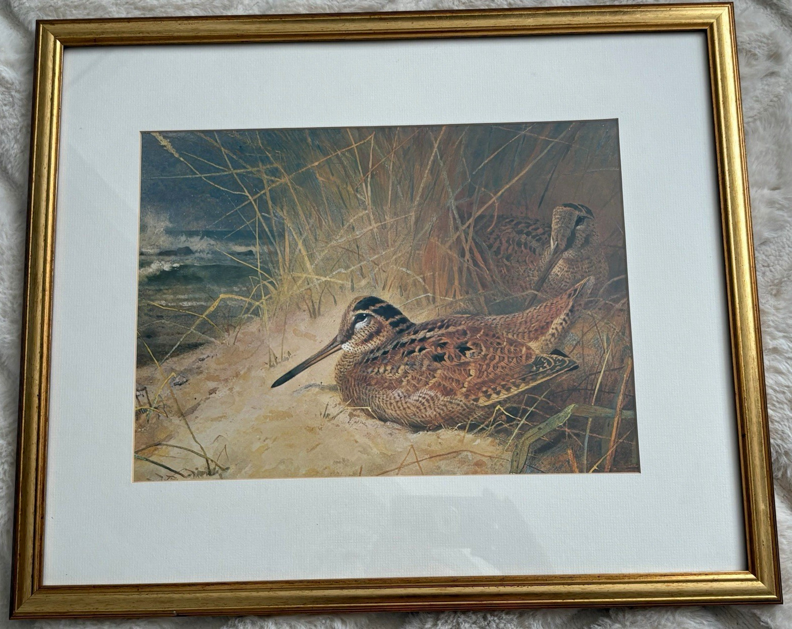 Vintage Archibald Thorburn Woodcock Print Tryon Gallery 1980 Board Mounted Vintage Archibald Thorburn Woodcock Print Tryon Gallery 1980 Board Mounted