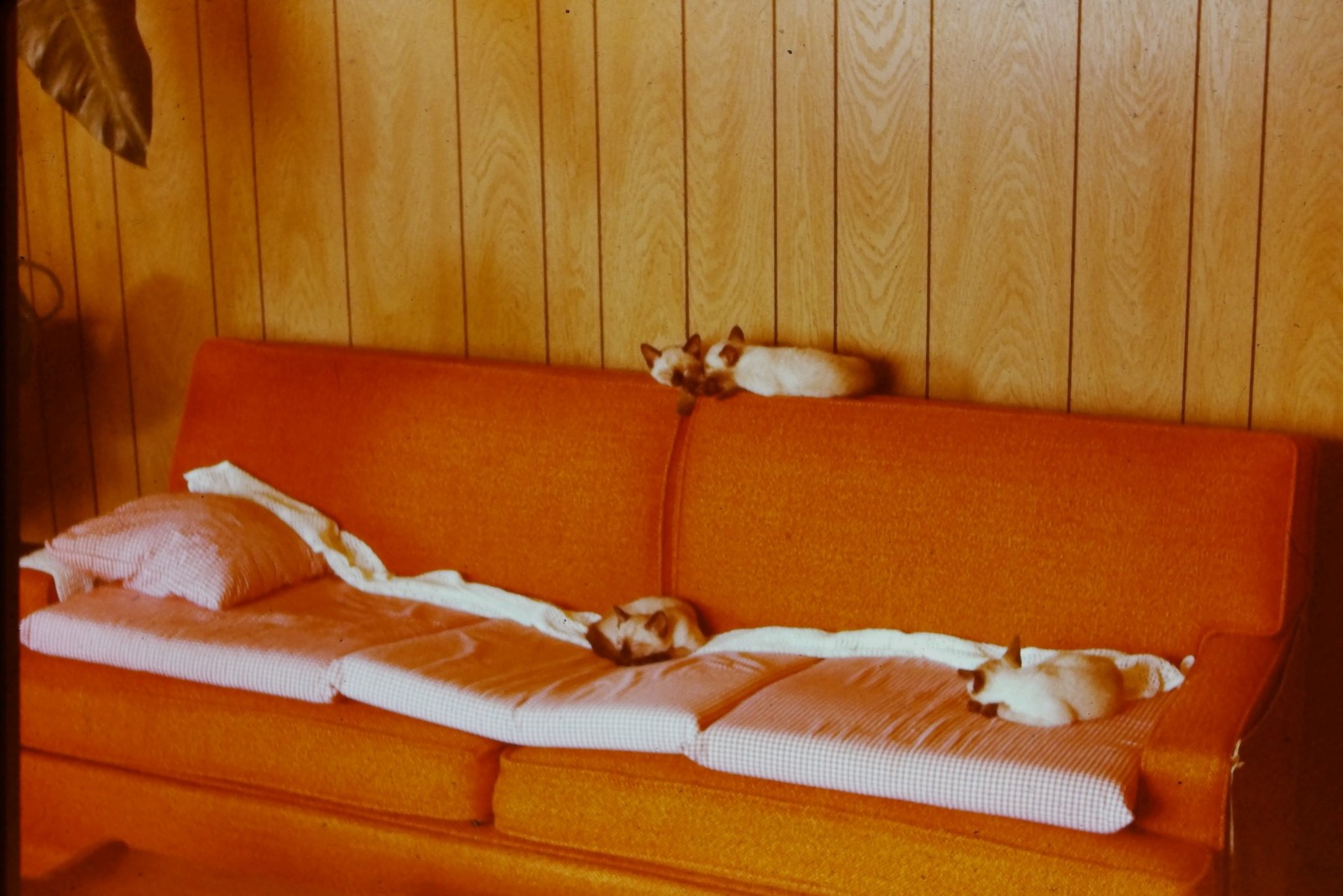 c1970's 35mm Slide, Mid Century Orange Sofa, Small Dogs, Wood Paneling c1970's 35mm Slide, Mid Century Orange Sofa, Small Dogs, Wood Paneling