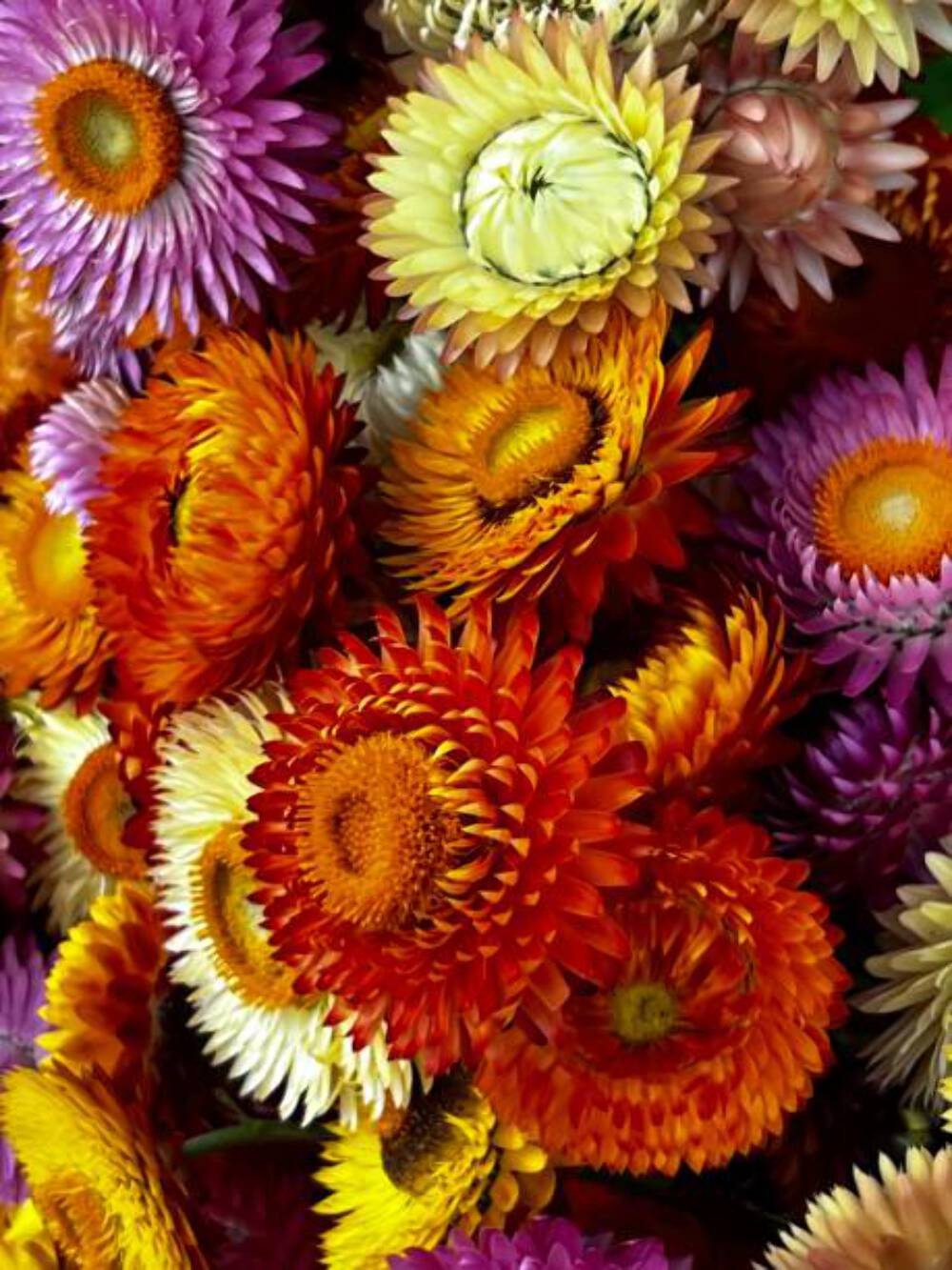 600 TALL STRAWFLOWER MIX | 2026 SALE NON GMO 600 TALL STRAWFLOWER MIX | 2026 SALE NON GMO