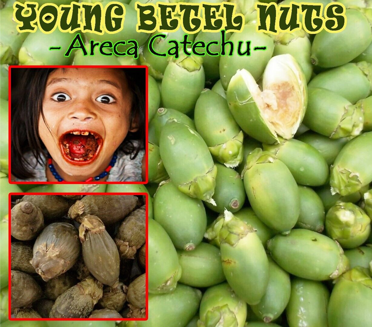Limestone Paste Dried YOUNG BETEL NUTS Areca Catechu Nut High Quality Ceylon