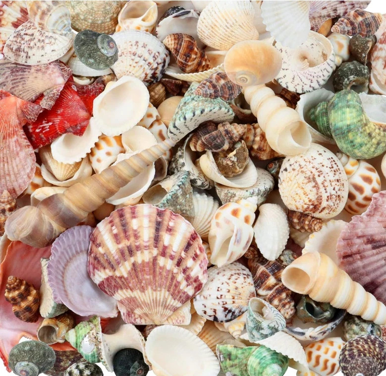 200 Pcs Sea Shells Bulk Mixed Ocean Beach Seashells for Kids, Various Sizes Na..