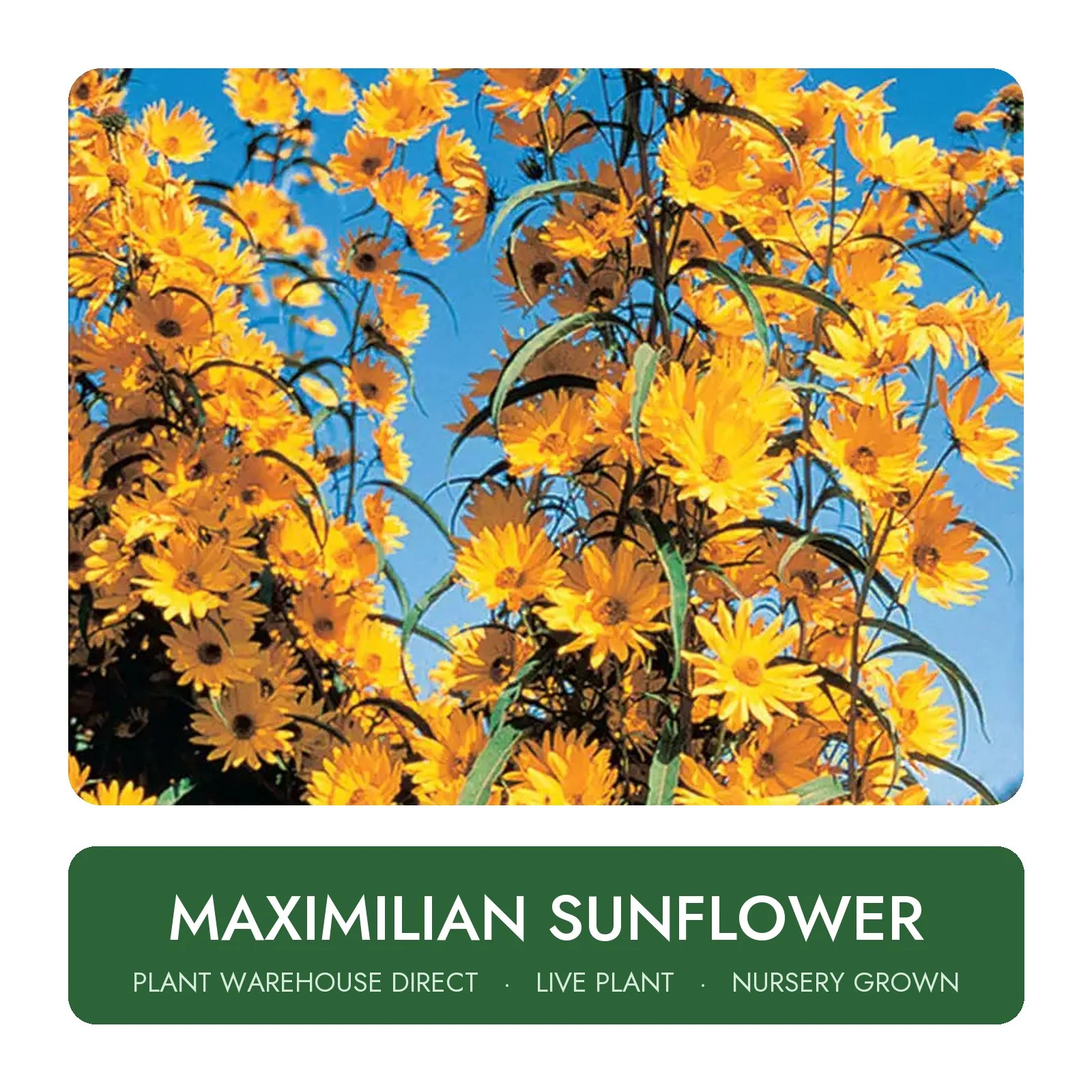 Maximilian Sunflower Live Plant Nursery Grown Maximilian Sunflower Live Plant Nursery Grown