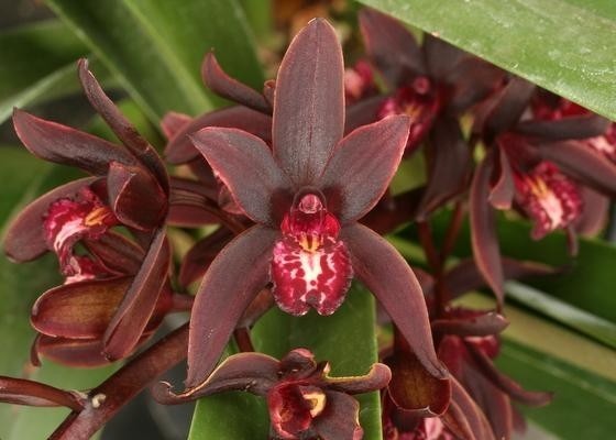 Cymbidium Australian Midnight.  Warm Growing Orchid, Plant Shipped in 3