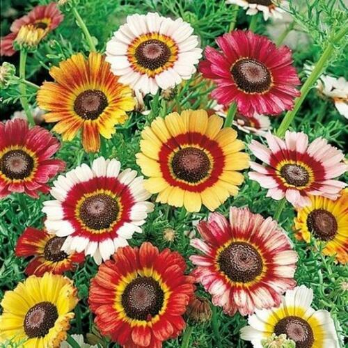 Painted Daisy Seeds | Heirloom / Non-GMO | | Flower Seeds | 1179 Painted Daisy Seeds | Heirloom / Non-GMO | | Flower Seeds | 1179