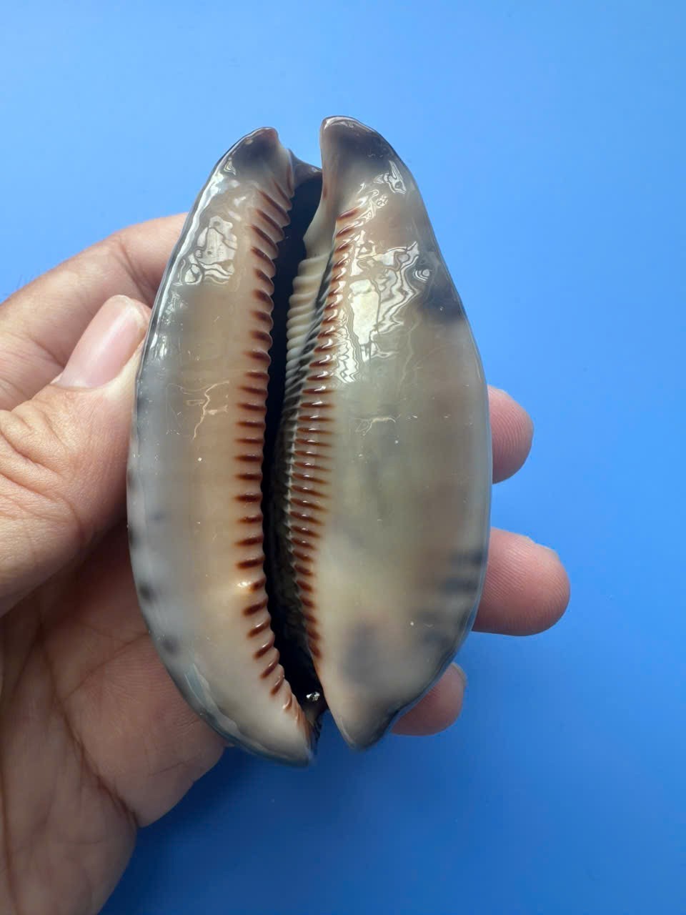 76.3mm | Mauritia arabica asiatica | GIANT size | F+++ | RARE | Nice Shell 76.3mm | Mauritia arabica asiatica | GIANT size | F+++ | RARE | Nice Shell