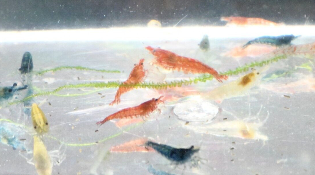 20+2 CULLS Neocaridina Shrimp Blue Juvenile Algae Eater