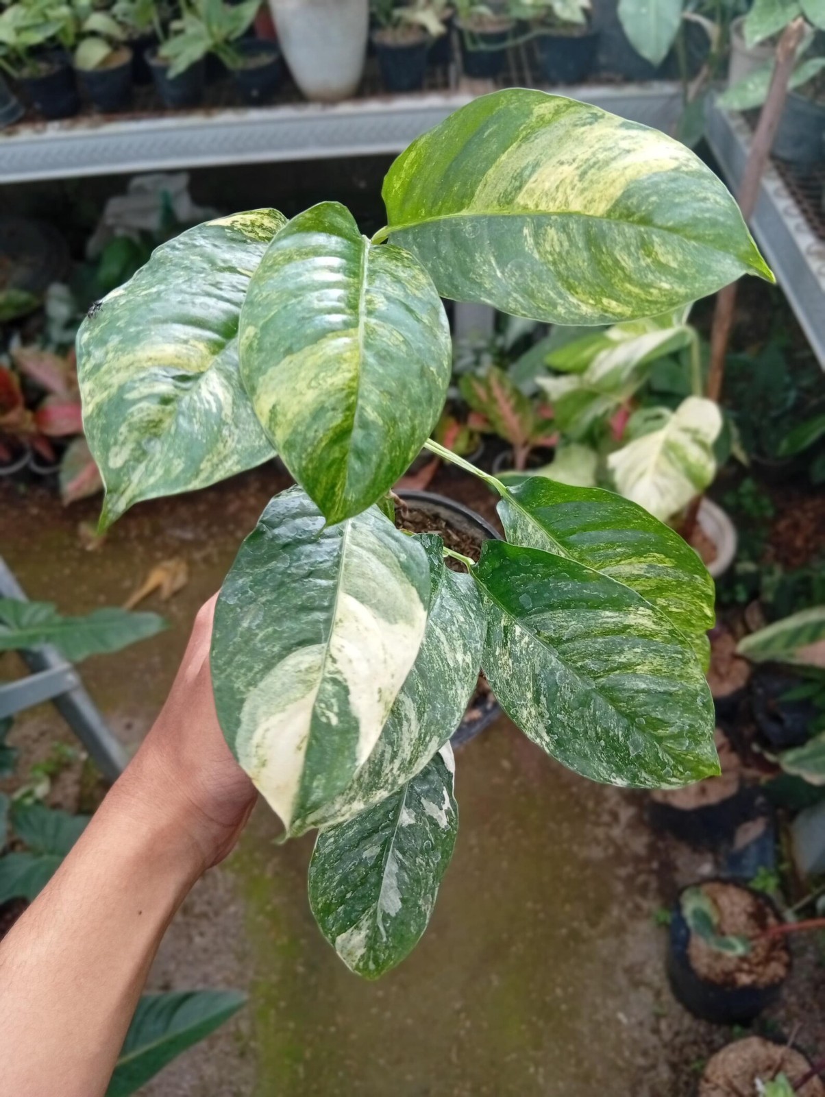 Real Picture Rhaphidophora Puberula Variegated Rare Plant