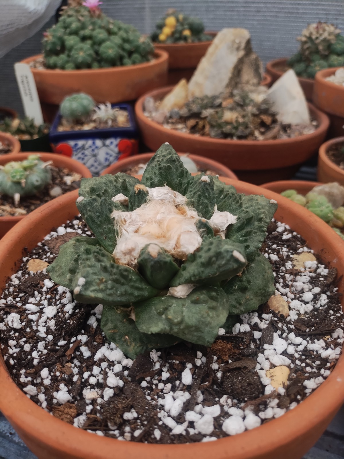Rare Cactus, A. Fiss. \ Rare Cactus, A. Fiss. \