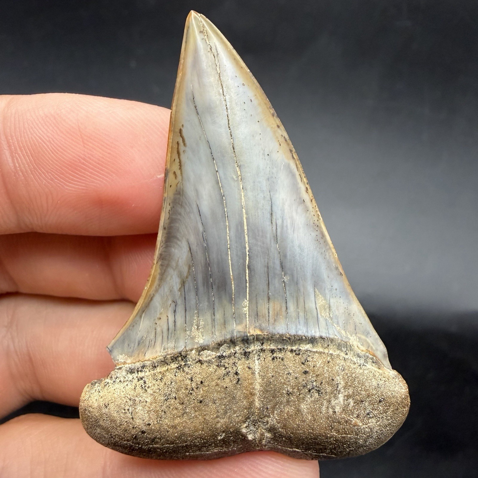 Megalodon Era Mako Shark Tooth From Peru - 2.26” Natural Megalodon Era Mako Shark Tooth From Peru - 2.26” Natural