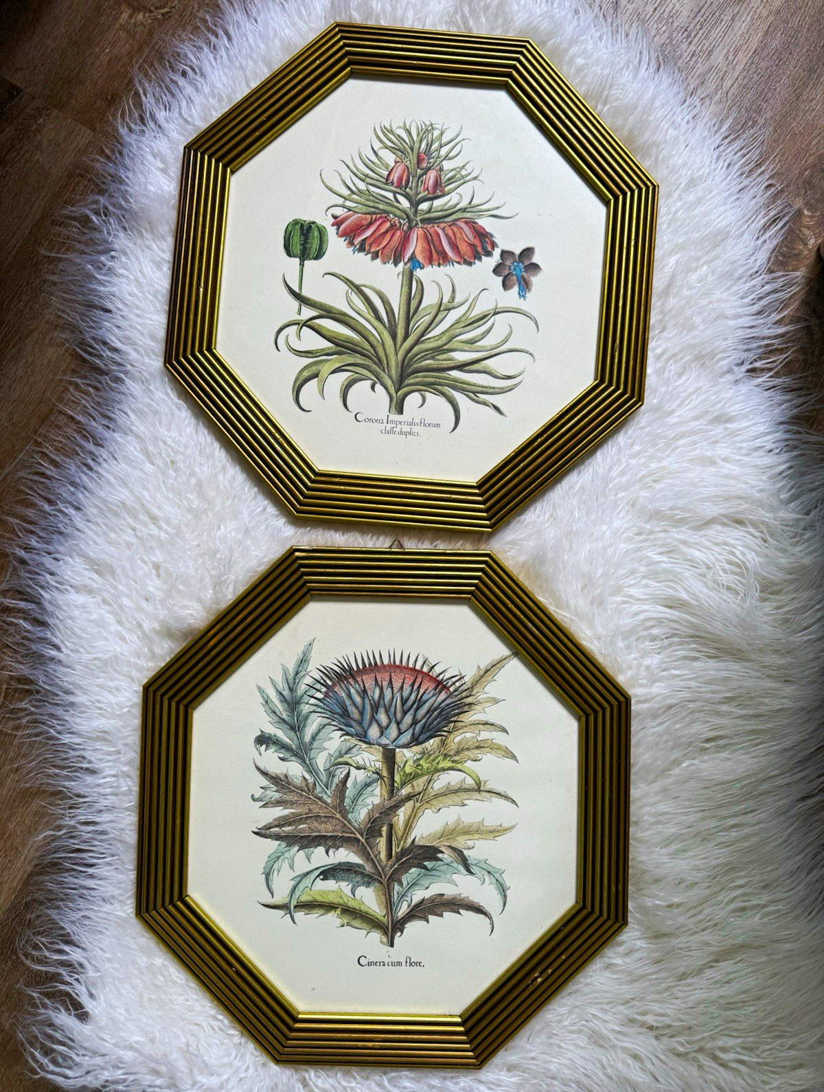 set of 2 vintage Italian botanical prints based on engravings by Basilius Besler