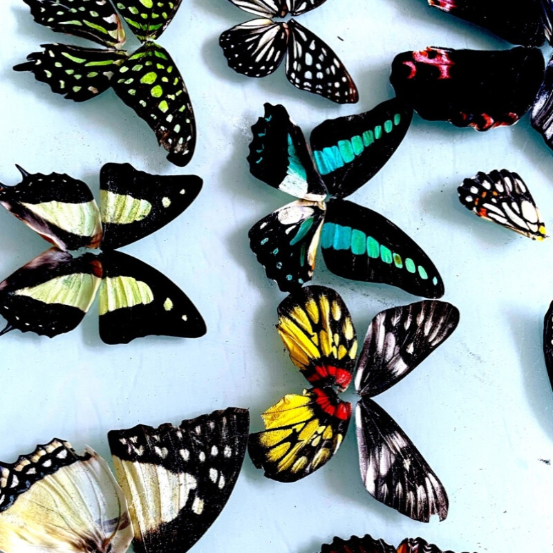 100pcs Assorted Real Butterfly Wings – DIY Specimen Decor for Crafts & Home NEW
