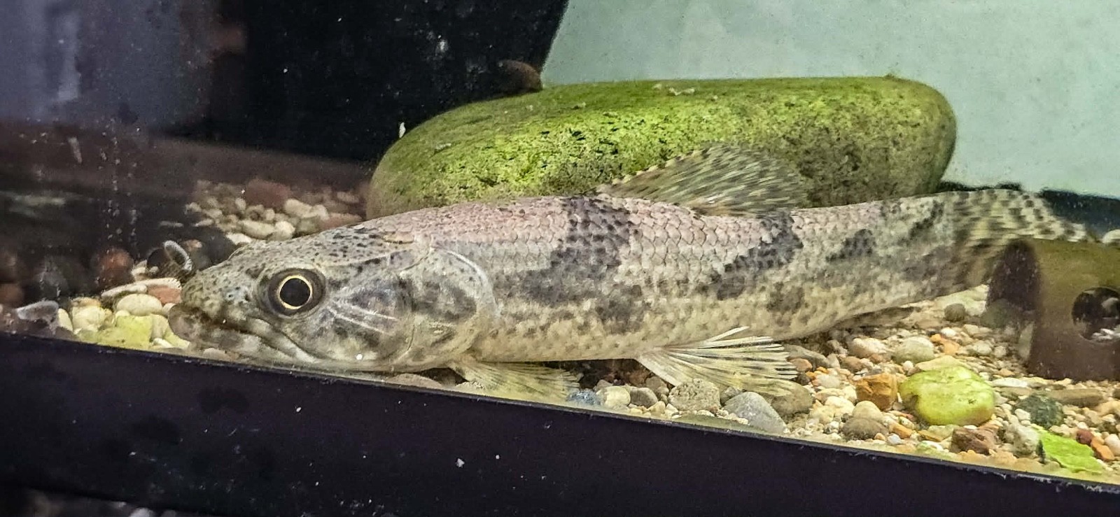 hoplias aimara aka the traíra aka the giant wolf fish