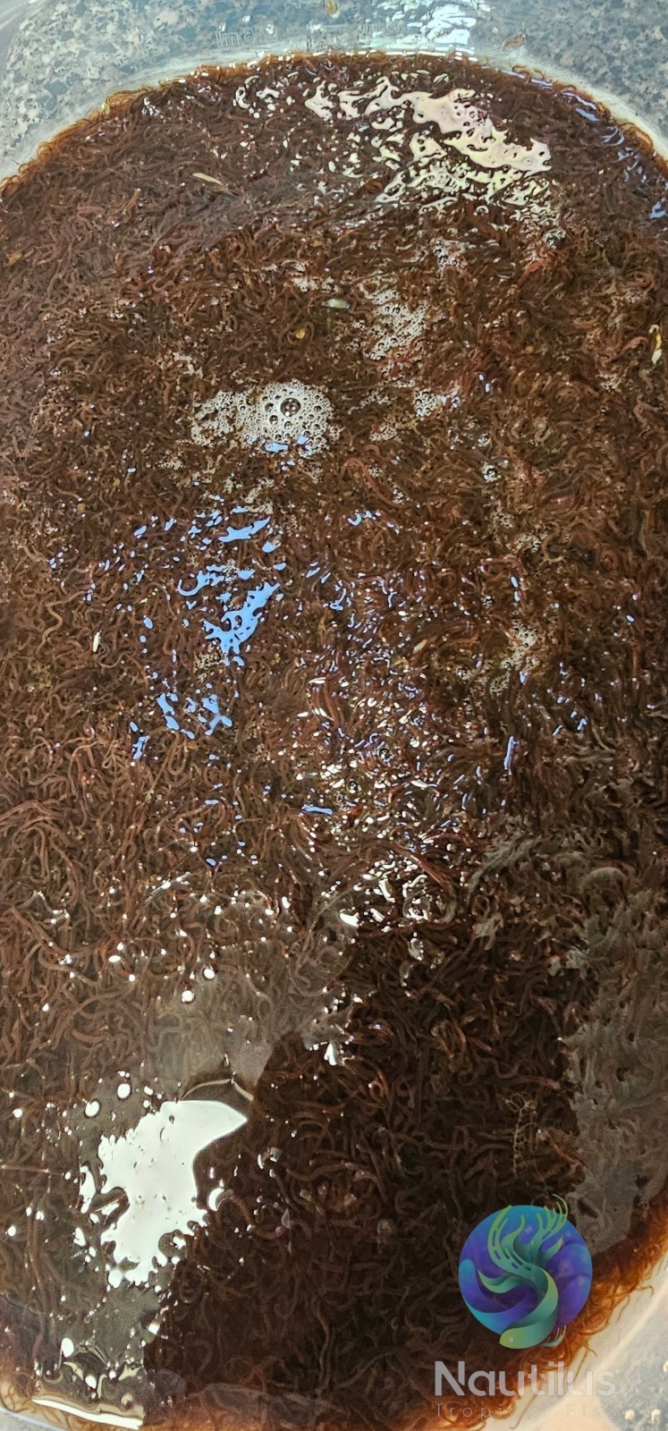 Live Blackworms – Fresh Live Aquarium Food – FedEx Overnight Shipping Included